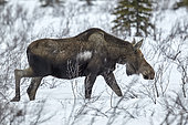 Alaskan Moose (Alces alces gigas) snow in spring, Denali National Park, Alaska