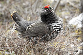 Red grouse (Lagopus lagopus) in spring, Denali National Park, Alaska