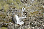 Snowshoe hare (Lepus americanus) grooming in spring, Denali National Park, Alaska