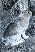 Snowshoe hare (Lepus americanus) in spring, Denali National Park, Alaska