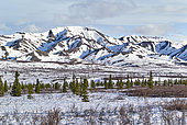 Denali National Parklandscape in spring, Alaska