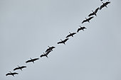 Sandhill cranes (Grus canadensis) in flight, Creamers field wildlife refuge
