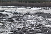 Thaw of the Copper River at Gakona, along the Glenn Highway in the spring, Alaska