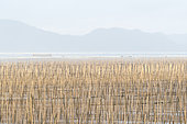 Fishing poles, Bamboos at low tide, Bamboos used for fishing, aquaculture, Xiapu County, Fujiang Province, China