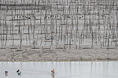 Fishing poles, Bamboos at low tide, Bamboos used for fishing, aquaculture, Xiapu County, Fujiang Province, China