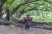 Agriculteur en habits traditionnels et Buffle domestique pour des travaux agricoles, Région de Xiapu, Province de Fujiang, Chine du Sud, Chine