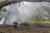 Farmer in traditional clothes and domestic buffalo for agricultural work, Xiapu County, Fujiang Province, China