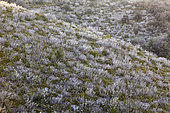 Petit Luberon scrubland with Shadbush in bloom. Luberon Regional Nature Park, France