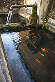 Golden fishes in a fountain, Hamlet of Grands Cléments, Vaucluse, PNR Luberon, France