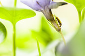 Insect on flower, Regional Nature Reserve of Saint Maurin, La-Palud-sur-Verdon, Verdon Regional Nature Park, Alpes de Haute Provence,