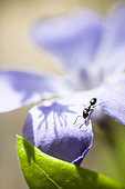 Fourmi sur fleur, Réserve naturelle régionale de Saint Maurin, La-Palud-sur-Verdon, parc naturel régional du Verdon, Alpes de Haute Provence,