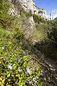 Falaise, Réserve naturelle régionale de Saint Maurin, La-Palud-sur-Verdon, parc naturel régional du Verdon, Alpes de Haute Provence,