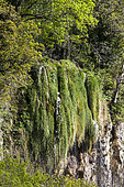 Cascade sur tuf (concrétion calcaire, directive habitat), Réserve naturelle régionale de Saint Maurin, La-Palud-sur-Verdon, parc naturel régional du Verdon, Alpes de Haute Provence,