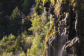 Cascade on tufa (limestone concretion, housing directive), Regional Nature Reserve of Saint Maurin, La-Palud-sur-Verdon, Verdon Regional Nature Park, Alpes de Haute Provence,