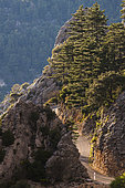 Route des gorges, La-Palud-sur-Verdon, Réserve naturelle régionale de Saint Maurin, Parc naturel régional du Verdon, Alpes de Haute Provence, France