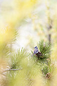 Mésange huppée (Lophophanes cristatus) sur un Pin, La-Palud-sur-Verdon, Parc naturel régional du Verdon, Alpes de Haute Provence, France