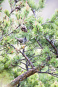 Crested Tit (Lophophanes cristatus) on Pine tree, La-Palud-sur-Verdon, Verdon Regional Nature Park, Alpes de Haute Provence, France