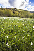 Narcisse des poètes (Narcissus poeticus), La-Palud-sur-Verdon, Parc naturel régional du Verdon, Alpes de Haute Provence, France