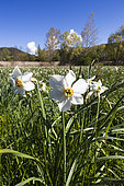 Narcisse des poètes (Narcissus poeticus), La-Palud-sur-Verdon, Parc naturel régional du Verdon, Alpes de Haute Provence, France