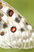 Aile d'Apollon (Parnassius apollo), La-Palud-sur-Verdon, Parc naturel régional du Verdon, Alpes de Haute Provence, France