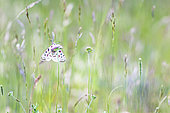 Apollon (Parnassius apollo) sur fleur dans une prairie, La-Palud-sur-Verdon, Parc naturel régional du Verdon, Alpes de Haute Provence, France