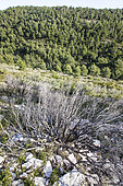 Garrigue after fire, Petit Luberon, PNR Luberon, Vaucluse, France