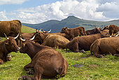 Herd of Salers cows, in the mountains in the summer pastures, for the production of Cantal cheese (PDO), Saint-Paul de Salers valley, Cantal mountains, Auvergne Volcanoes Regional Nature Park, France