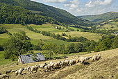 Flock of sheep and Pyrenean Mountain Dog in late summer, Valley of St. Paul Salers (Récusset), Monts du Cantal, Regional Natural Park of Auvergne Volcanoes, France