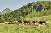 Herd of sucking cows of Salers breed with a Charolais bull to obtain cross-fed calves for butcher's meat, in mountain in the summer pastures, Valley of Mars, Cantal Mountains. Regional Natural Park of Auvergne Volcanoes, France