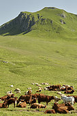 Herd of sucking cows of Salers breed with a Charolais bull to obtain cross-fed calves for butcher's meat, in mountain in the summer pastures, Valley of Mars, Cantal Mountains. Regional Natural Park of Auvergne Volcanoes, France