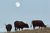 Salers cows and full moon in summer, Monts du Cantal, Regional Natural Park of Auvergne Volcanoes, France