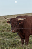 Salers breed bull and full moon in summer, Monts du Cantal, Regional Natural Park of Auvergne Volcanoes, France