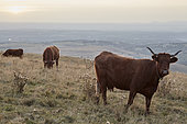 Salers cows in summer, Monts du Cantal, Regional Natural Park of Auvergne Volcanoes, France