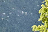 Mayfly swarms in late summer, Mars valley, Cantal mountains, Regional Natural Park of the Auvergne Volcanoes