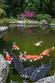 Koi carp at the foot of Kanazawa Castle, Japan