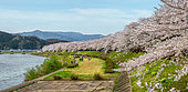 Path of Cherry tree's full bloom, Kakunodate, Japan