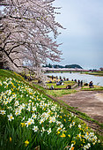 Path of Cherry tree's full bloom, Kakunodate, Japan