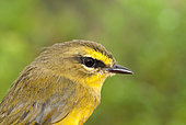 Portrait in Hand of a Pale-legged warbler (Myiothlypis signata), Peru