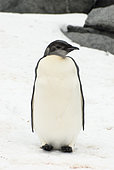 Emperor Penguin (Aptenodytes forsteri), immature, Antarctic