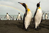 King Penguin (Aptenodytes patagonicus) in front of a rainbow on a beach in South Georgia