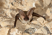 Gaisler's long-eared bat (Plecotus gaisleri) in a cave, Morocco