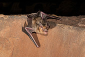 Trident leaf-nosed bat (Asellia tridens), Morocco