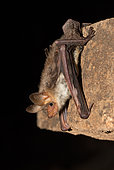 Felton's myotis (Myotis punicus), Morocco
