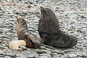 Antarctic fur seals (Arctocephalus gazella), Family including a young leucic or isabelle, South Georgia