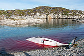 Hunting and community sharing of a Whale (Balaenoptera acutorostrata) by Inuit, Greenland