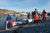 Hunting and community sharing of a Whale (Balaenoptera acutorostrata) by Inuit, Greenland
