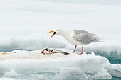 Glaucous Gull (Larus hyperboreus) eating a fish on ice, Svalbard