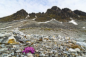 Purple mountain saxifrage (Saxifraga oppositifolia), Svalbard