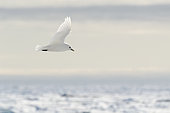 Ivory Gull (Pagophila eburnea) on an icebergin flight above ice, Svalbard