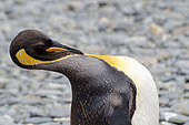 King Penguin (Aptenodytes patagonicus) Grooming, South Georgia